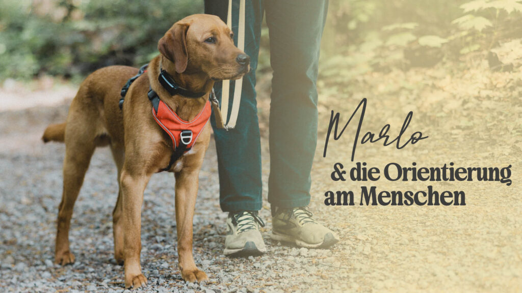 Marlo und die Orientierung am Menschen