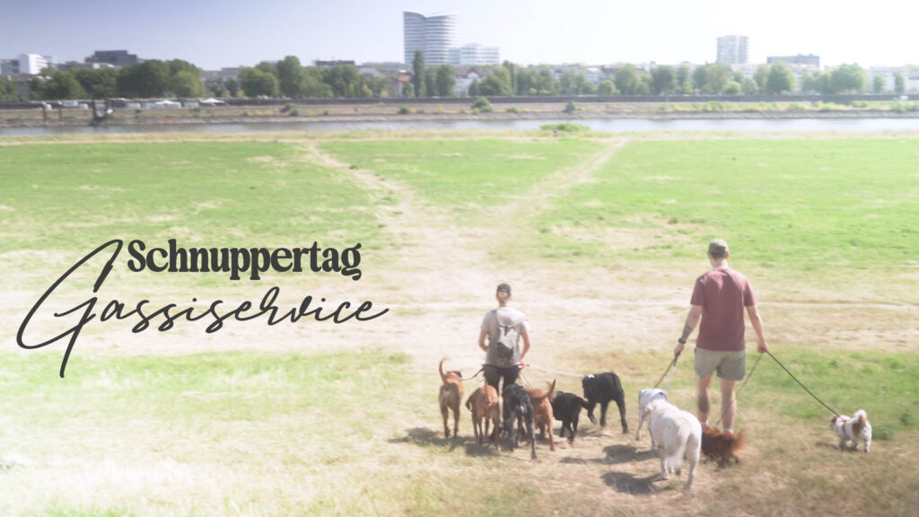 Schnuppertag Gassiservice