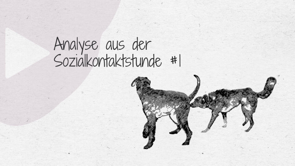 #1 Analyse aus der Sozialkontaktstunde