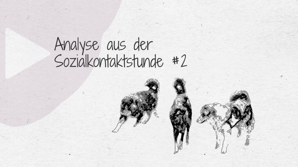 #2 Analyse aus der Sozialkontaktstunde