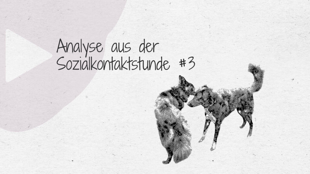 #3 Analyse aus der Sozialkontaktstunde